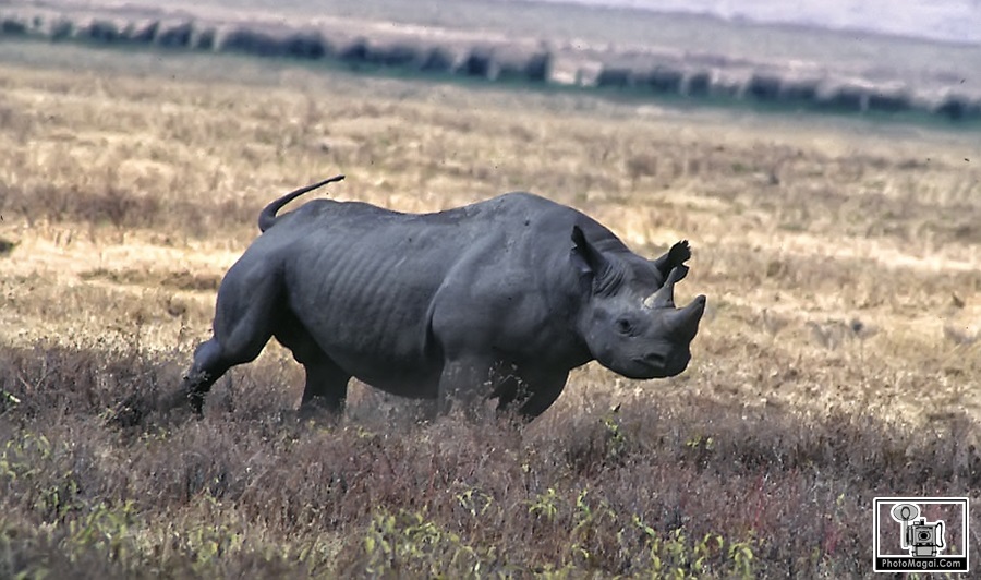 El Cráter del Ngorongoro, la naturaleza en estado puro.